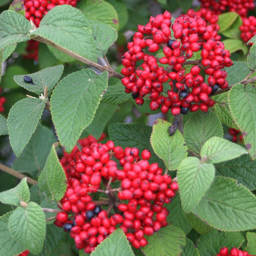 Red Balloon™ Viburnum