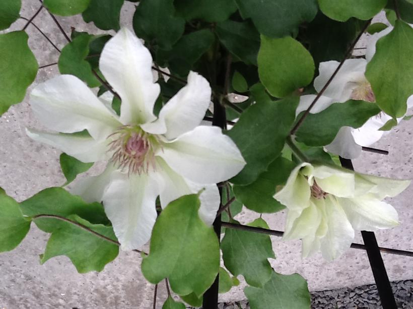 Kitty™ Clematis