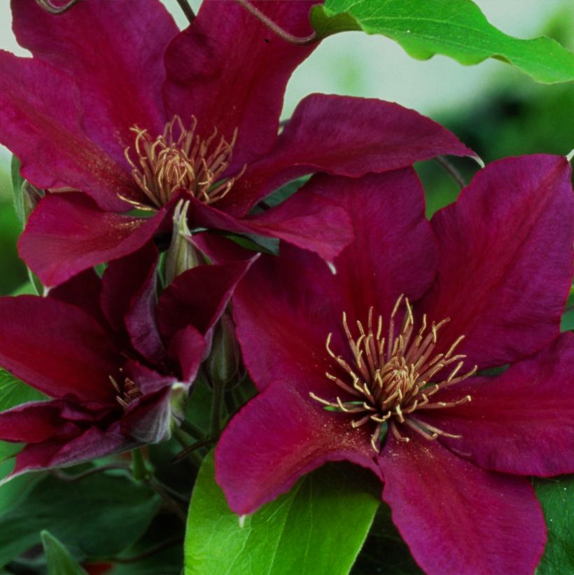 Picardy™ Clematis