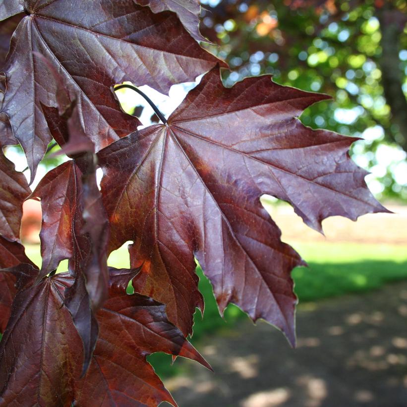 Crimson King Norway Maple