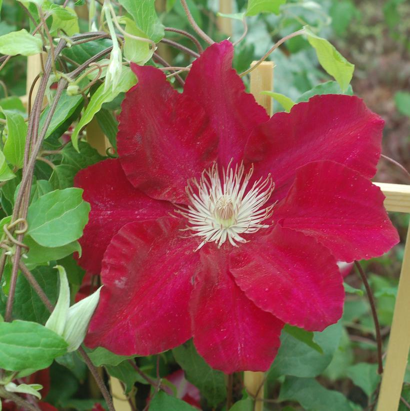 Rebecca™ Clematis