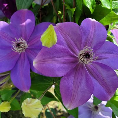 Shimmer™ Clematis