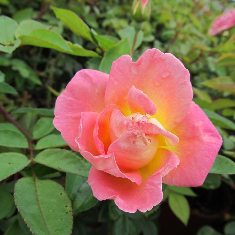 Brite Eyes™ Climbing Rose