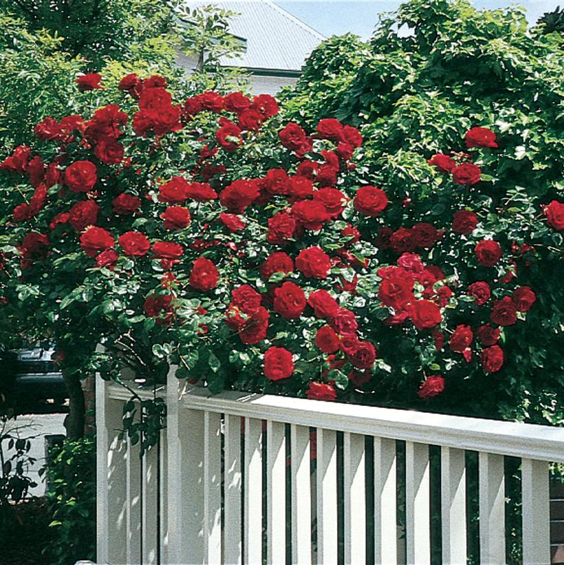 Dublin Bay® Climbing Rose