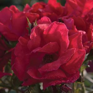 Winners Circle™ Climbing Rose