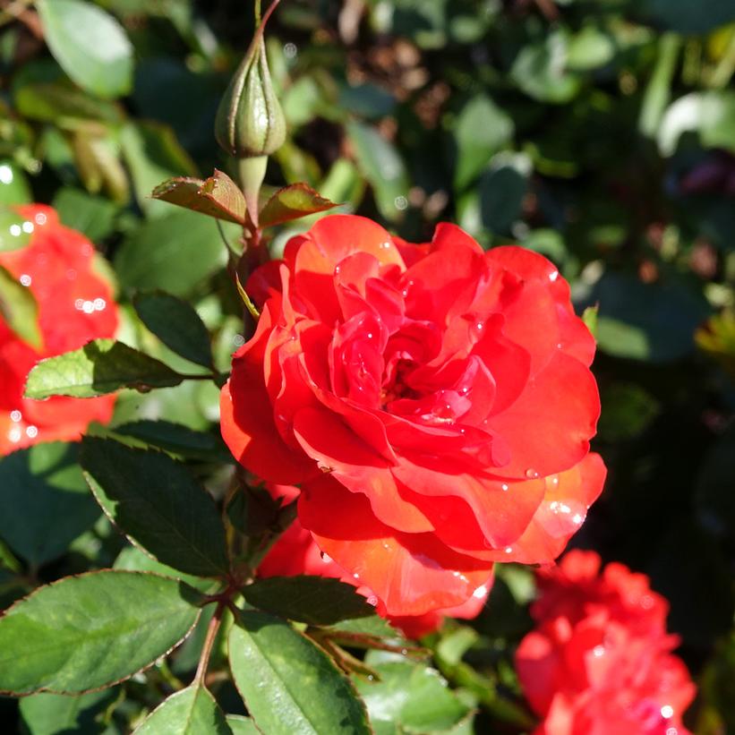 Brilliant™ Veranda® Floribunda Rose