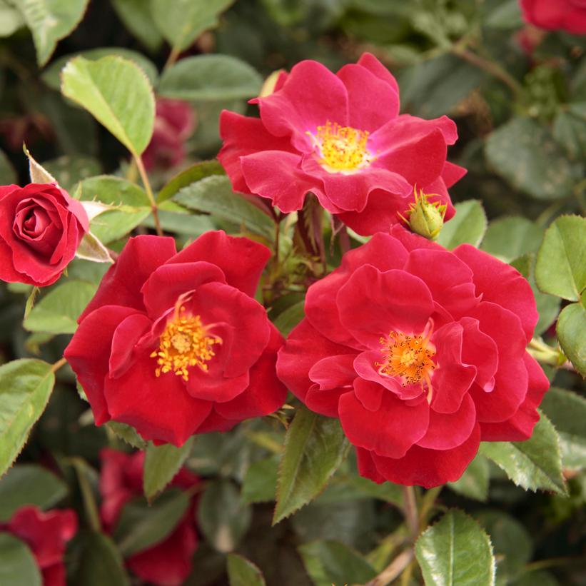 Thrive!® Shrub Rose