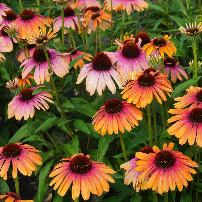 Rainbow Marcella Coneflower