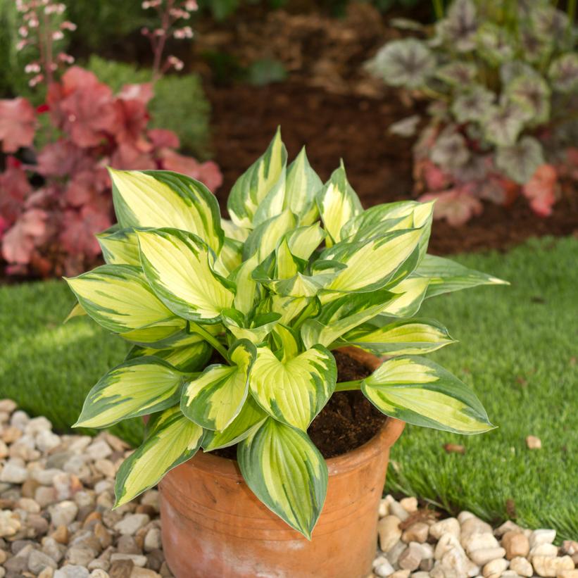 Colored Hulk Hosta