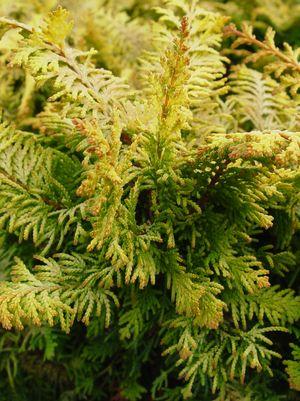 Fernspray Gold False Cypress