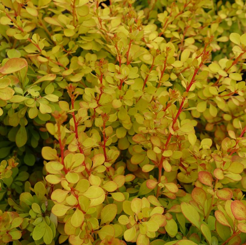 Gold Leaved Barberry