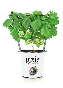 Pinot Meunier White Grape