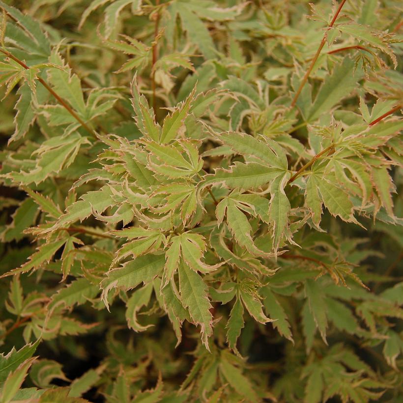 Butterfly Japanese Maple
