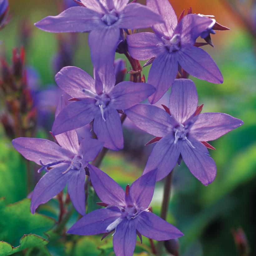 Blue Rivulet Bellflower