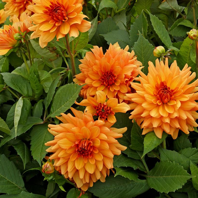 Orange Glory Dinnerplate Dahlia