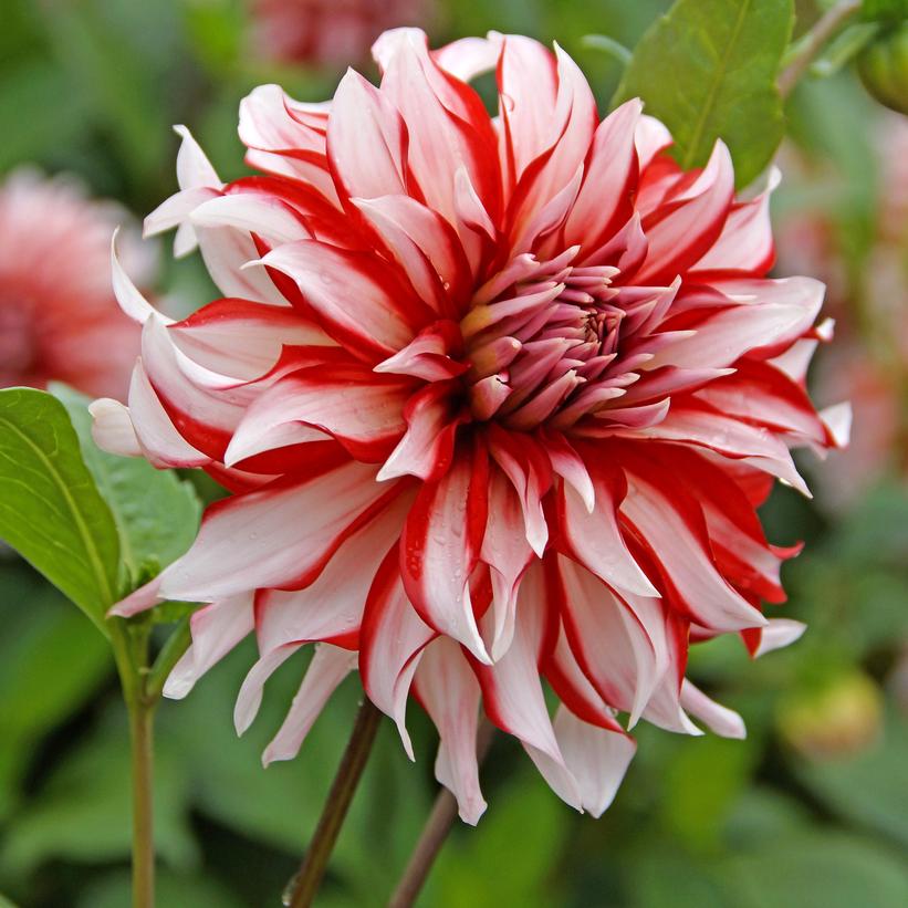 Santa Claus Dinnerplate Dahlia