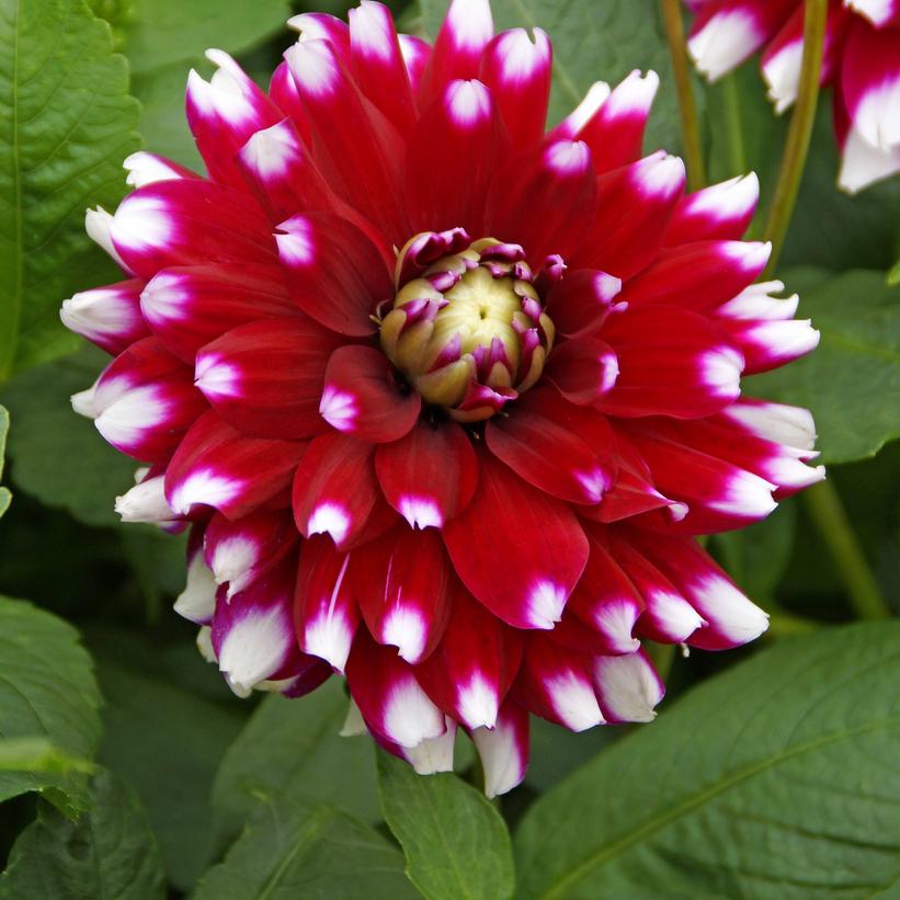 Verdi Glory Dinnerplate Dahlia