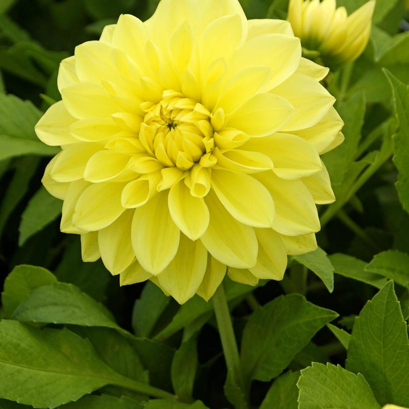 Yellow Glory Dahlia