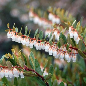 Leatherleaf