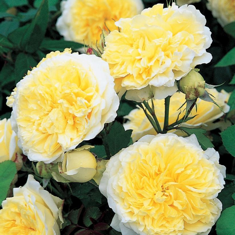 The PIlgrim Climbing Rose