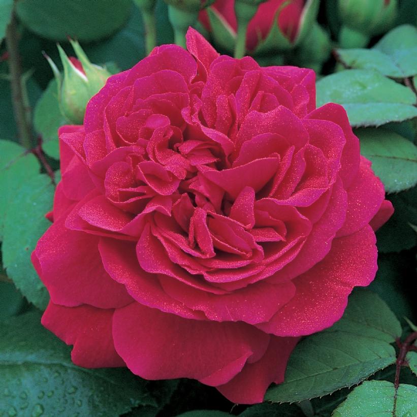 Tess of The d’Urbervilles® English Rose