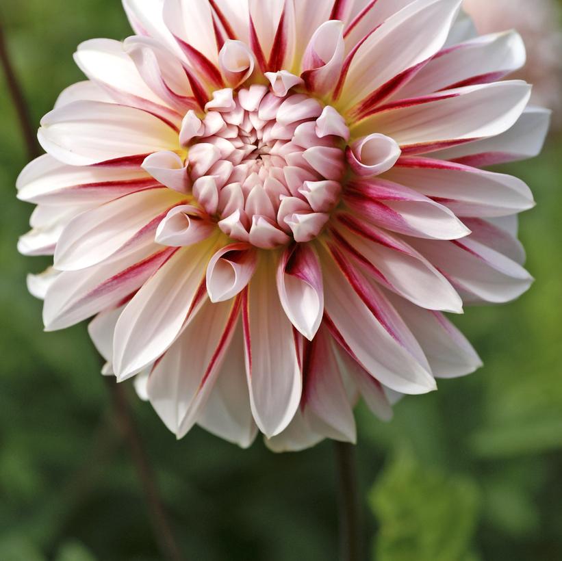 Caribbean Fantasy Dahlia