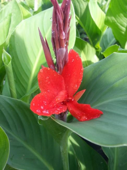 Krete Red Canna Lillies