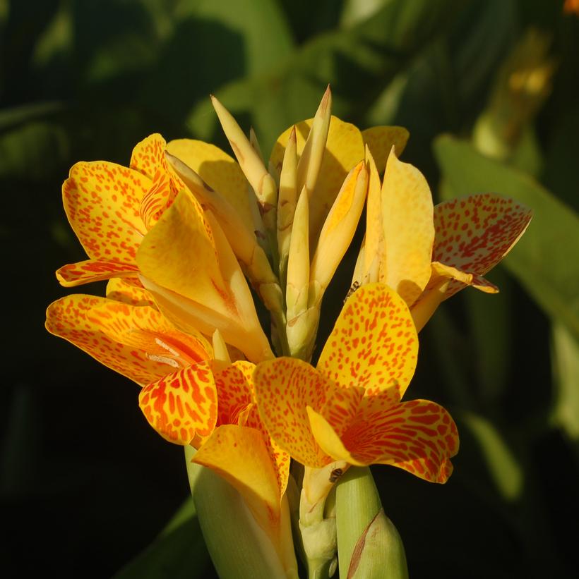 Tenerife Canna Lillies