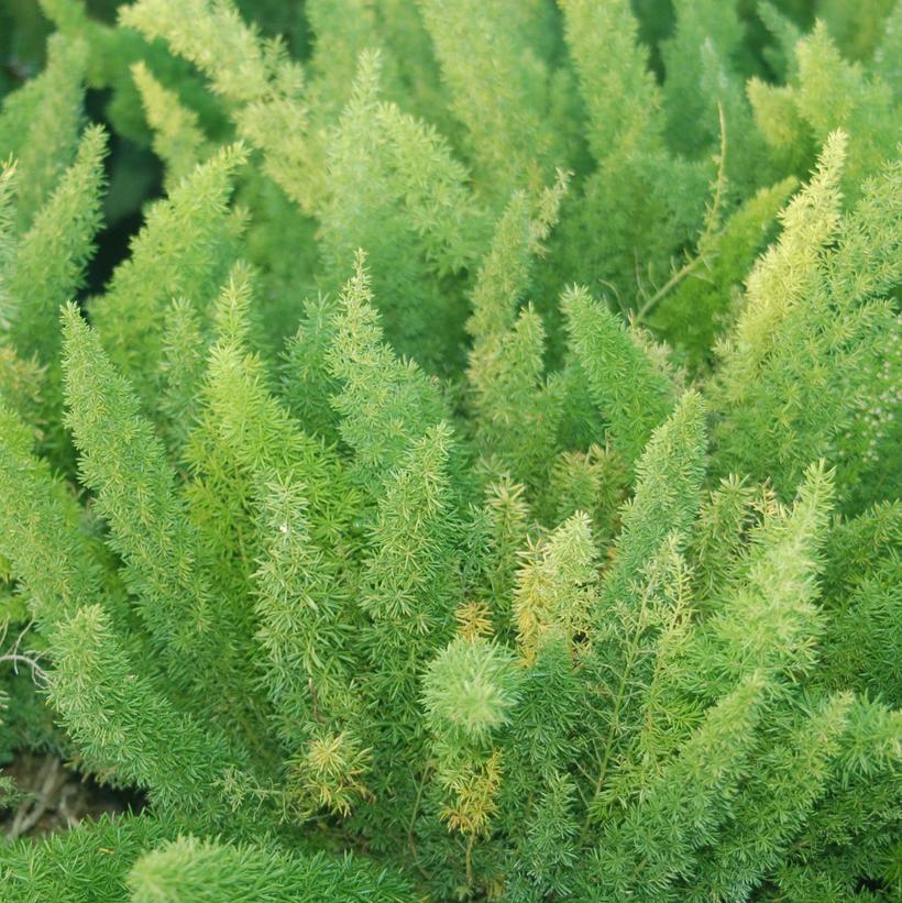 Foxtail Fern