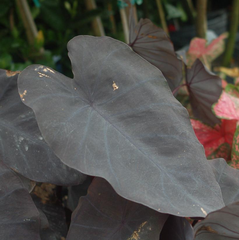 Black Elephant Ears