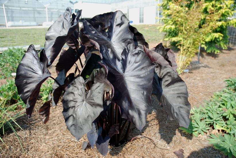 Diamond Head Elephant Ears