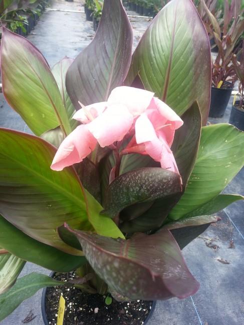 Baby Girl Pink Canna Lily