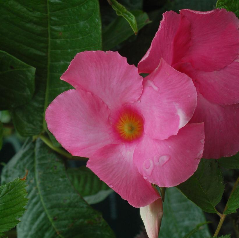 Pink Mandevilla