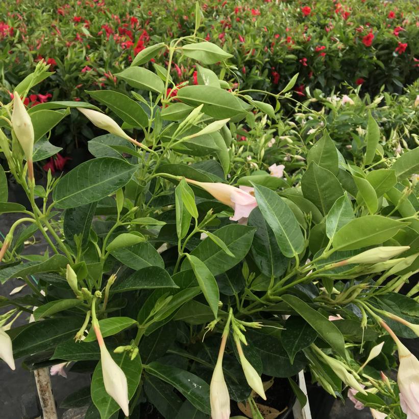 Coral Sundenia® Mandevilla