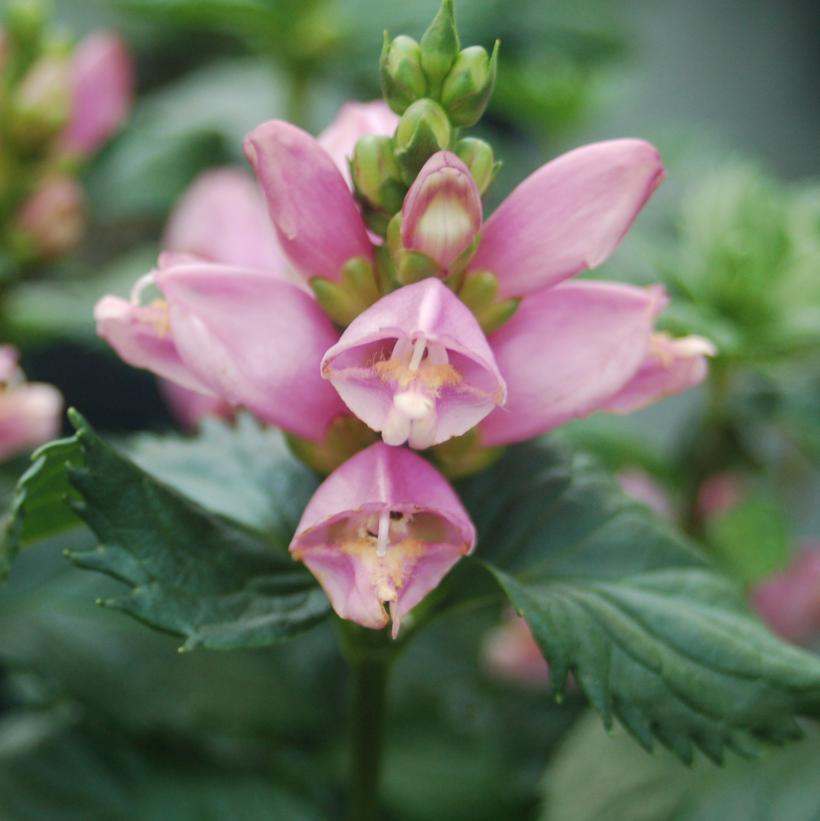 Hot Lips Turtlehead