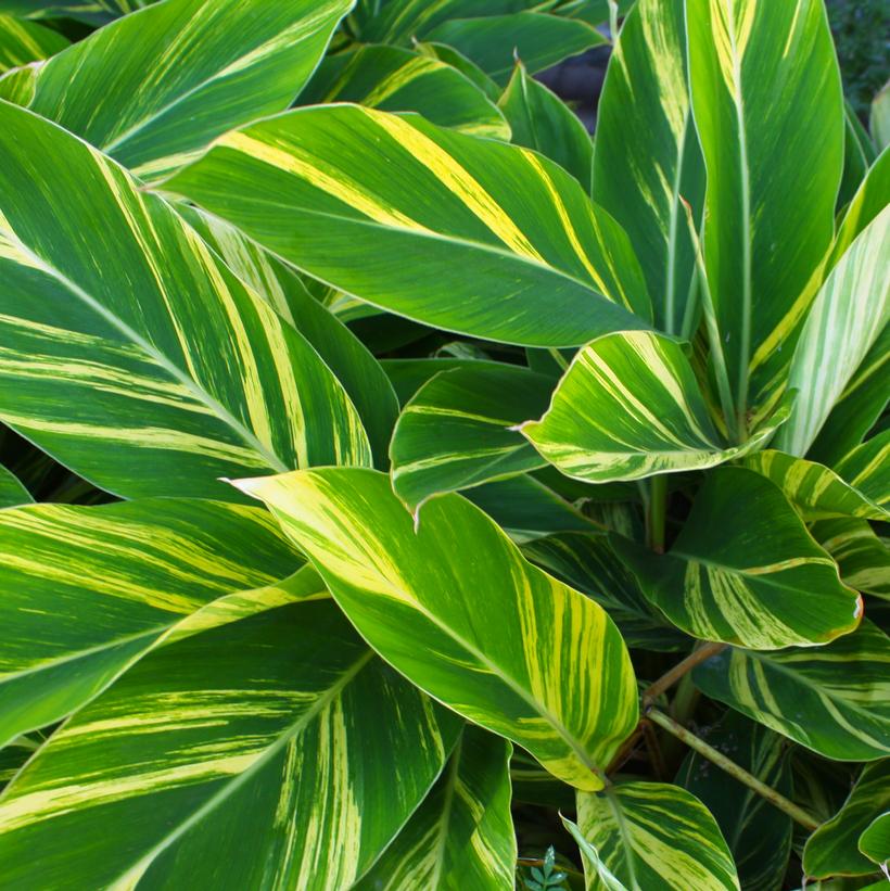 Variegated Ginger/Shell Ginger