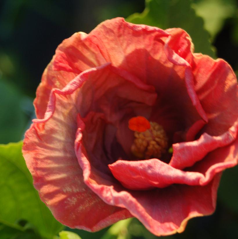 Tropical Hibiscus