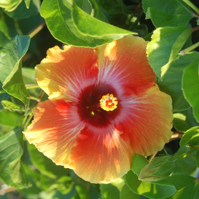 Spin the Bottle™ Tropical Hibiscus