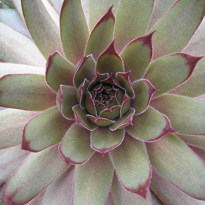 Red Beauty Hens and Chicks
