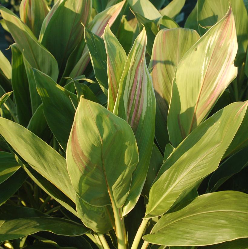 Exotica Cordyline