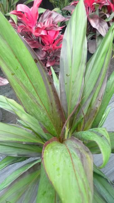 Pele Smoke Cordyline