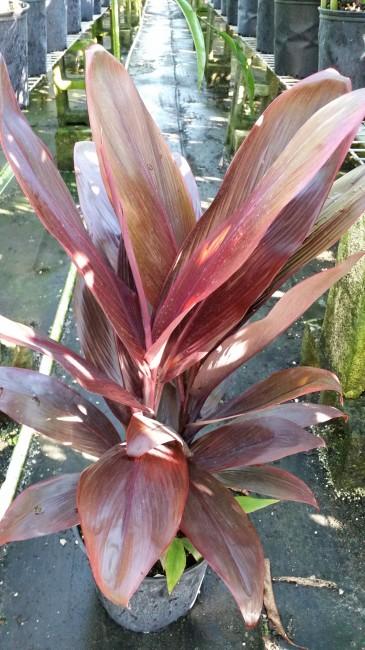 Red Bull Cordyline