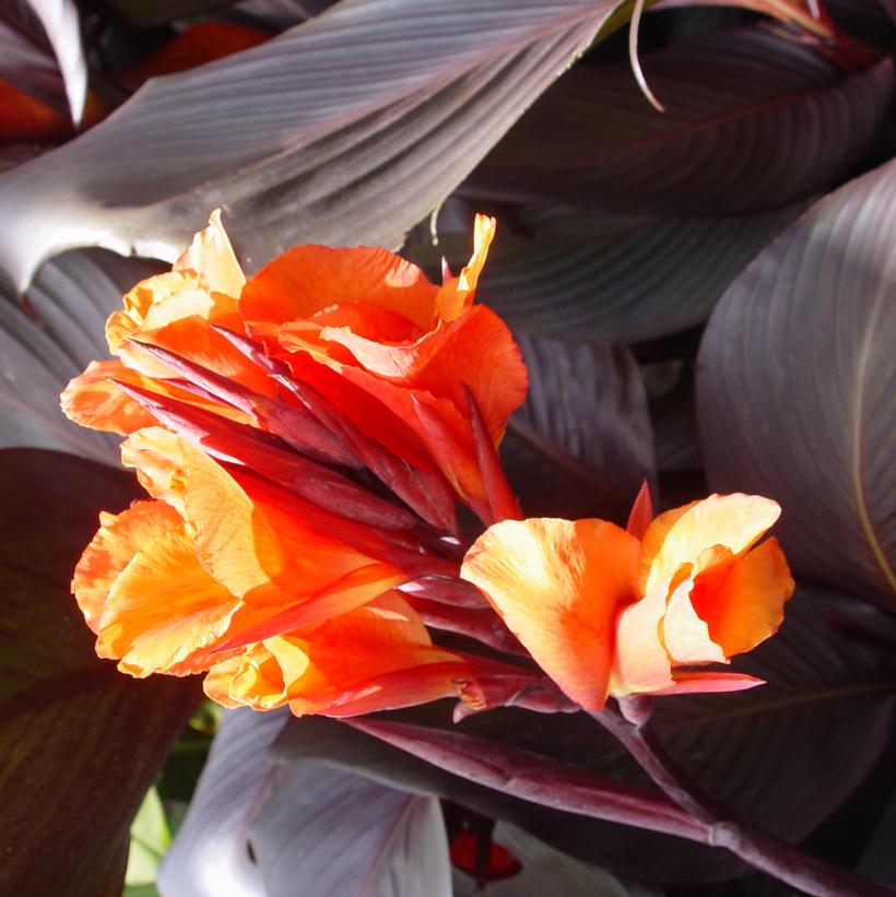 Red Velvet Canna Lillies