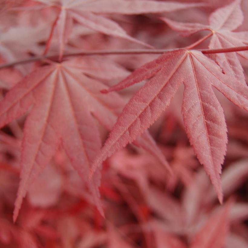 Emperor I® Japanese Maple