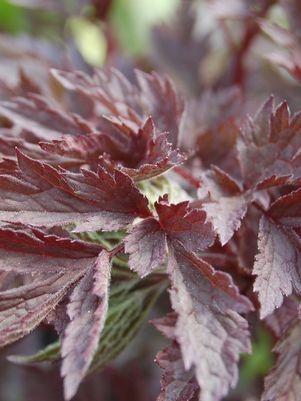 Hillside Black Beauty Snakeroot