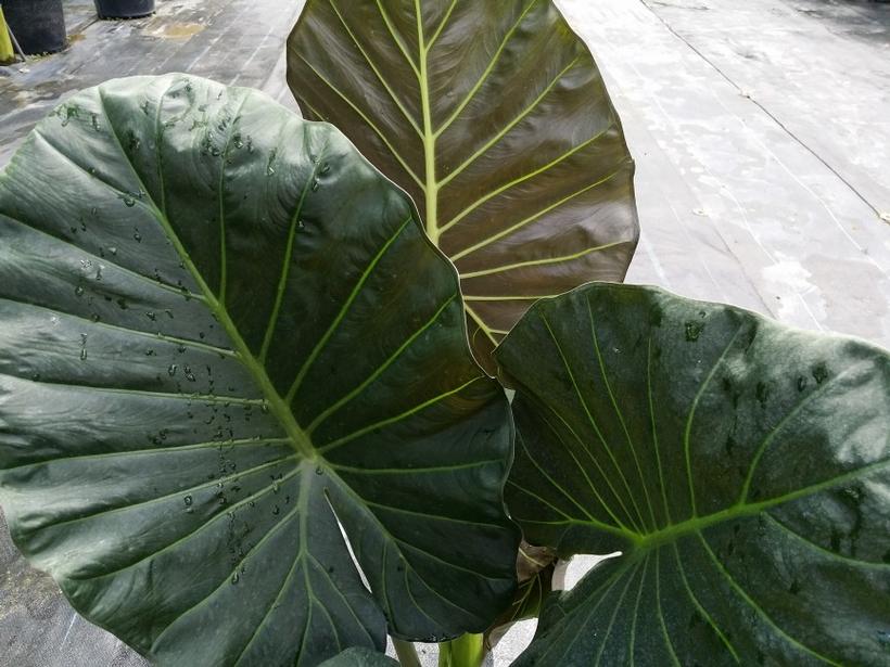 Regal Shields Elephant Ears