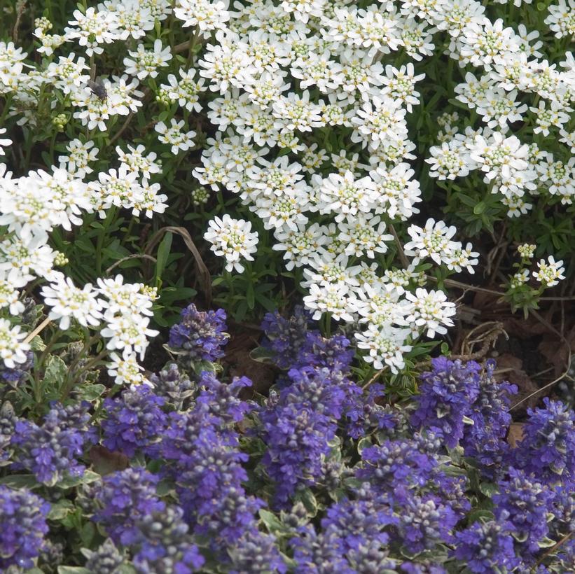 Alexander’s White Candytuft