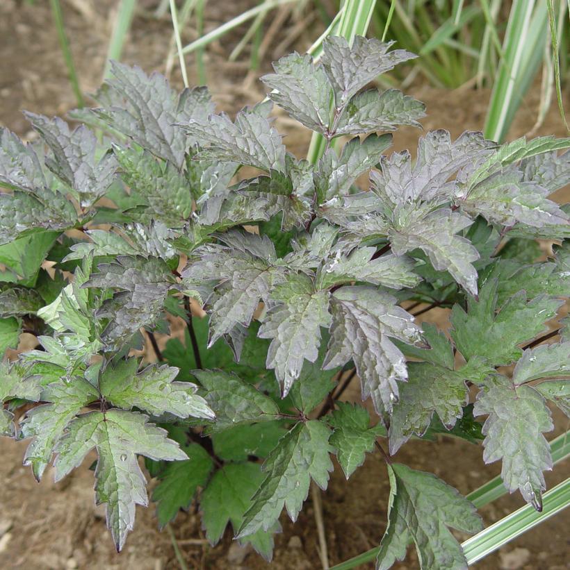 Brunette Bugbane