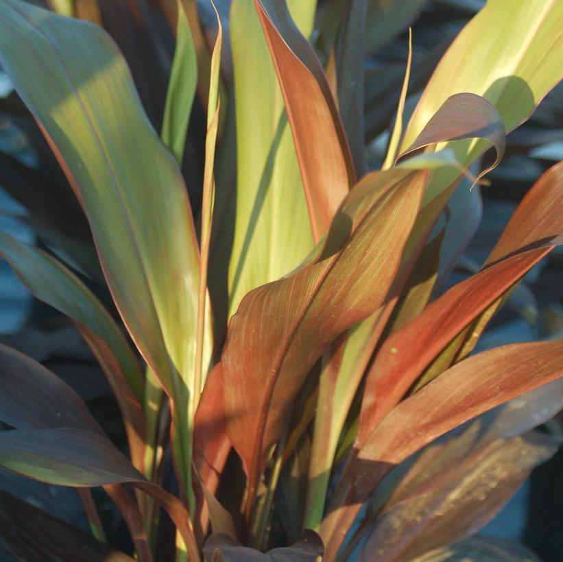 Black Magic Cordyline