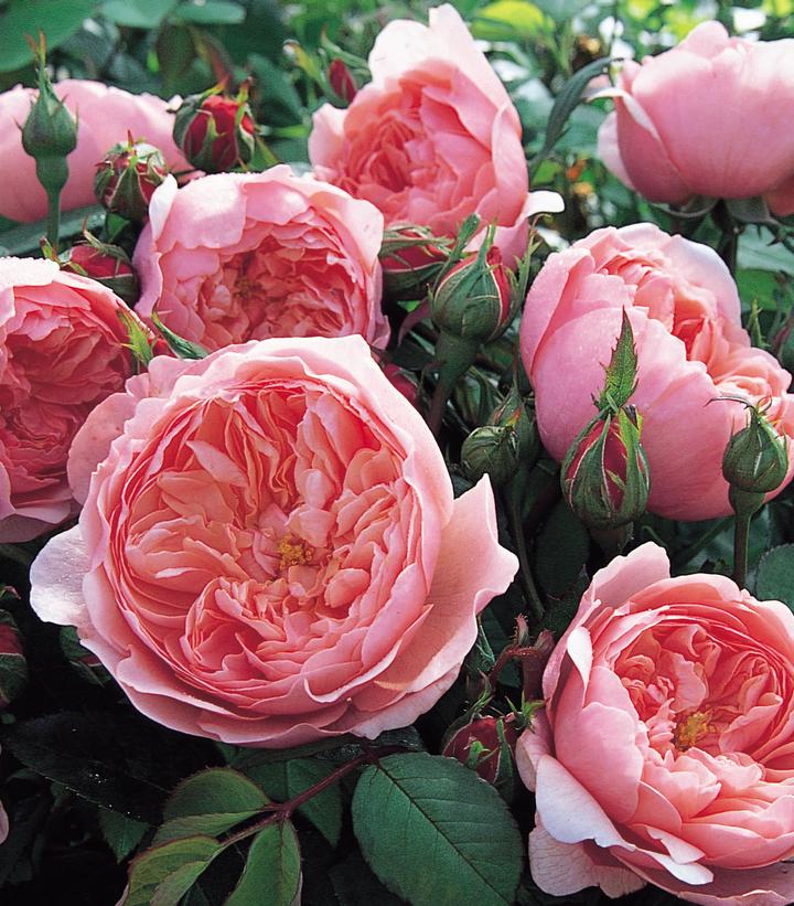 The Alnwick® Rose